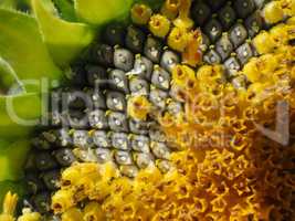 Großaufnahme von Kernen einer Sonnenblume