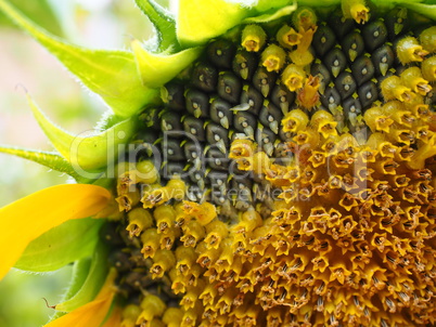 Großaufnahme von Kernen einer Sonnenblume