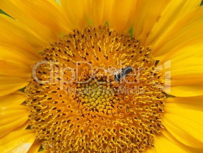 Biene auf einer Sonnenblume