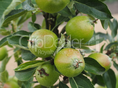 Äpfel am Baum