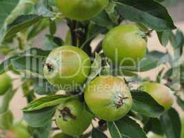 Äpfel am Baum