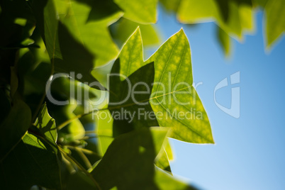 Close-up of green leaves