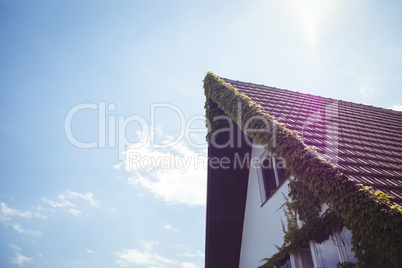 Creepers plants on a house