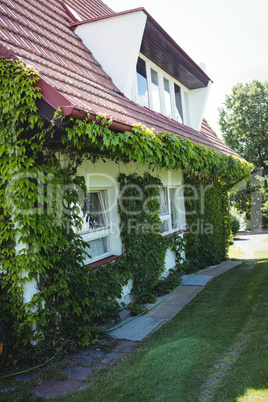 Creepers plants on a house