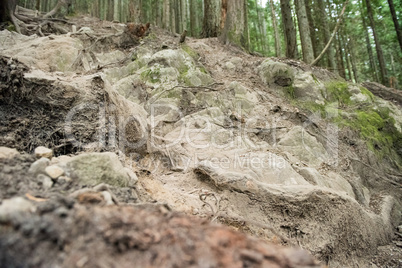 Roots of a tree in a forest