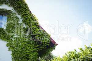Creepers plants on a house