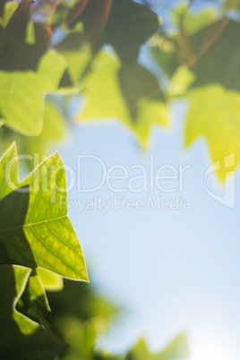 Close-up of green leaves