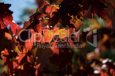 Close-up of maple leaves