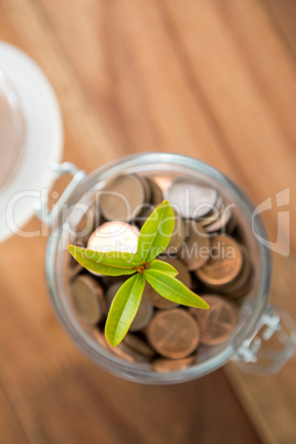 Plant growing out of coins jar