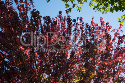 View of maple leaves