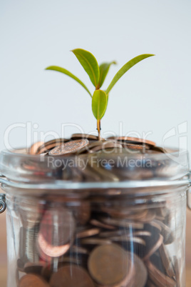 Plant growing out of coins jar