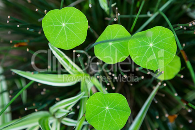 Close up of leaves