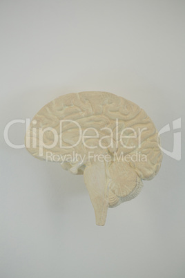 Close-up of human brain