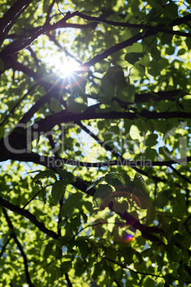 View of tree with sunlight