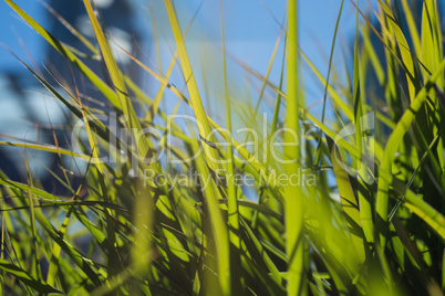 Close-up of green grass