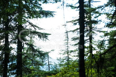 View of tropical forest