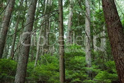 View of tropical forest