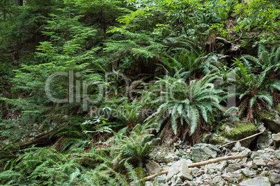 View of tropical plants