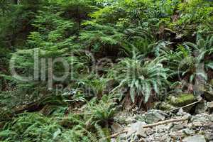 View of tropical plants