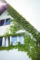 Creepers plants on a house