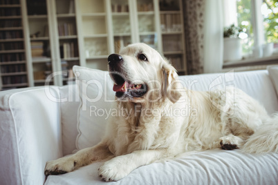 Pet dog relaxing on a sofa