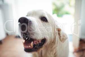 Close-up of pet dog