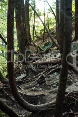 View of forest with sweeping roots covering rocks