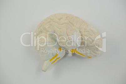 Close-up of human brain