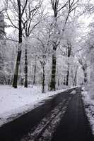 Leere Straße durch Winterwald