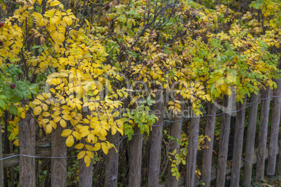 Heckenrose und Lattenzaun im Herbst