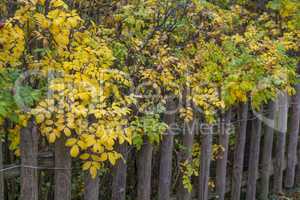 Heckenrose und Lattenzaun im Herbst