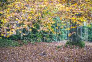 Baum im Herbst