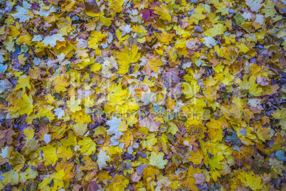 Herbstliche Blätter