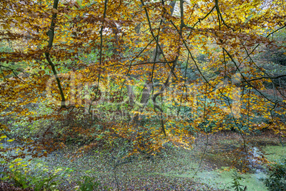 Äste und Zweige im Herbst