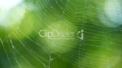 Loop with spider web in the wind on background of green leaves and sun glare.