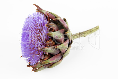 Artichokenblüte