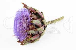 Artichokenblüte