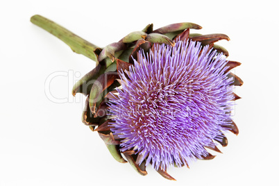 Artichokenblüte