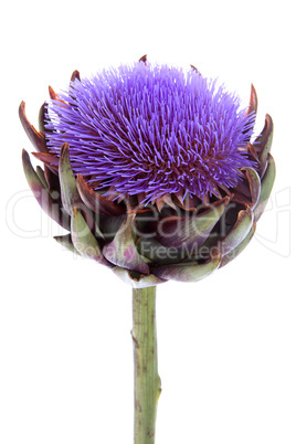 Artichokenblüte