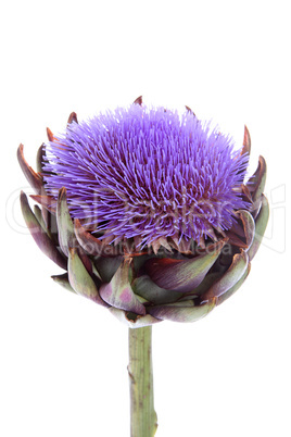 Artichokenblüte