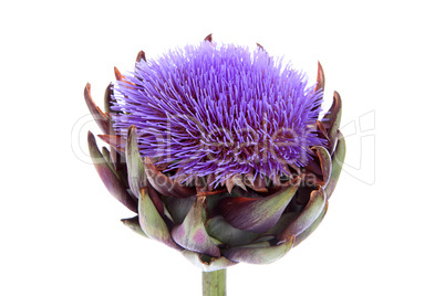 Artichokenblüte