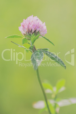 Klee - Trifolium Klee - Trifolium