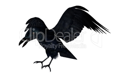 Black crow flying - 3D render