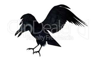 Black crow flying - 3D render