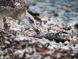 Seagull eating dead rat