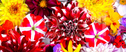 bunter Blumen Banner