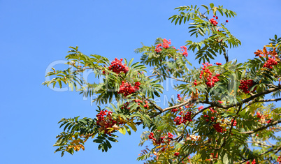 Eberesche mit roten Beeren im Herbst