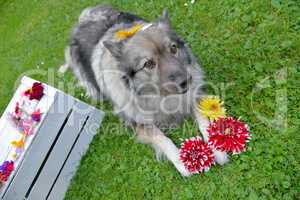 Hund Wolfsspitz mit Blumen