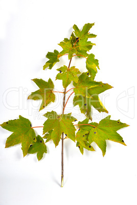 Herbst Bunte Ahornblätter Zweig