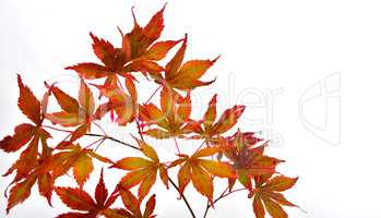Herbst Bunte Ahornblätter Zweig